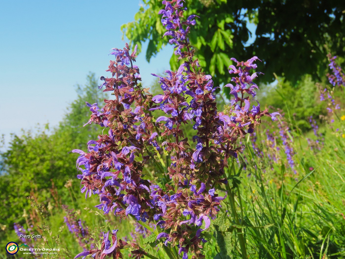 11 Salvia nemorosa in fiore.JPG